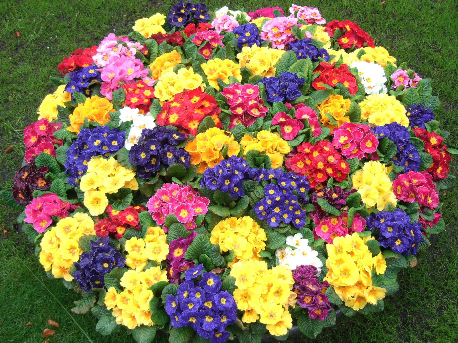 Netherlands Keukenhof